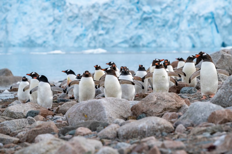 Antarctica